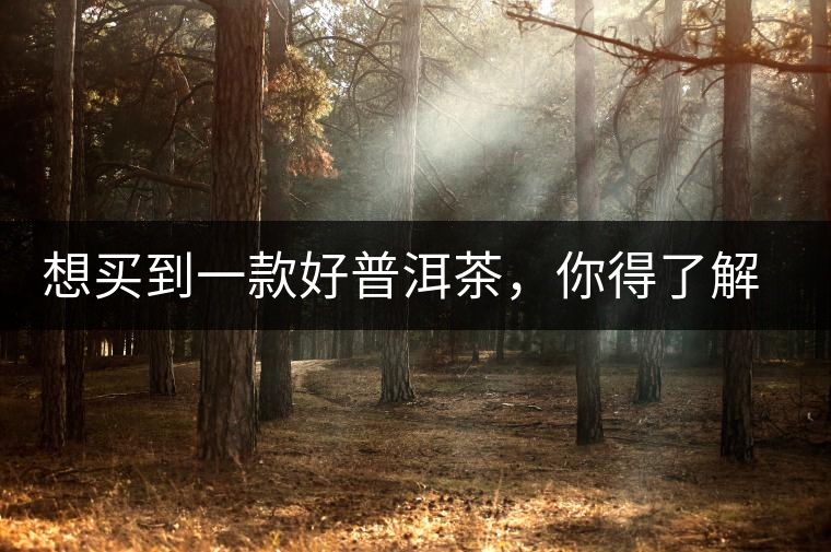 想買到一款好普洱茶，你得了解這些……