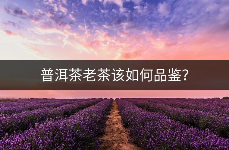 普洱茶老茶該如何品鑒？