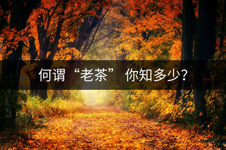 何謂“老茶” 你知多少？