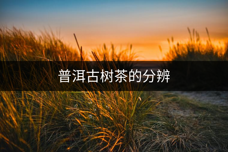 普洱古樹茶的分辨