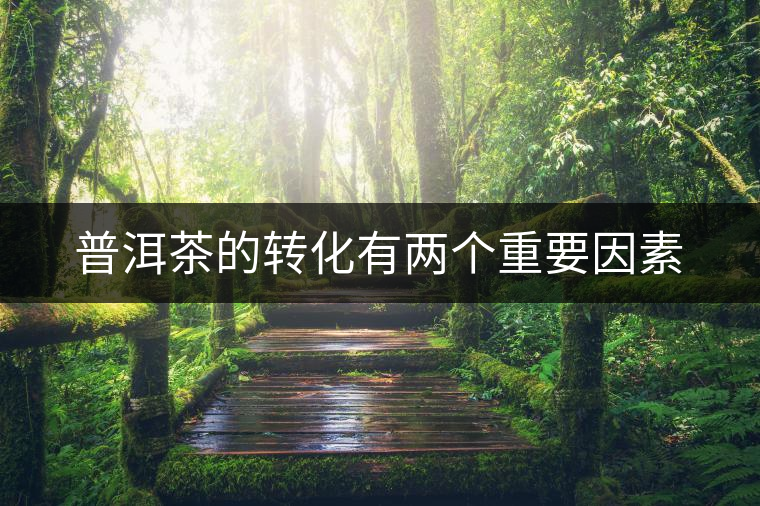 普洱茶的轉(zhuǎn)化有兩個(gè)重要因素