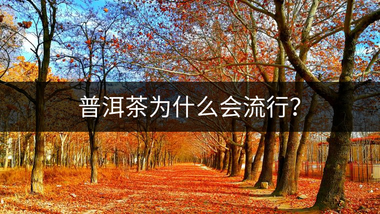 普洱茶為什么會流行？