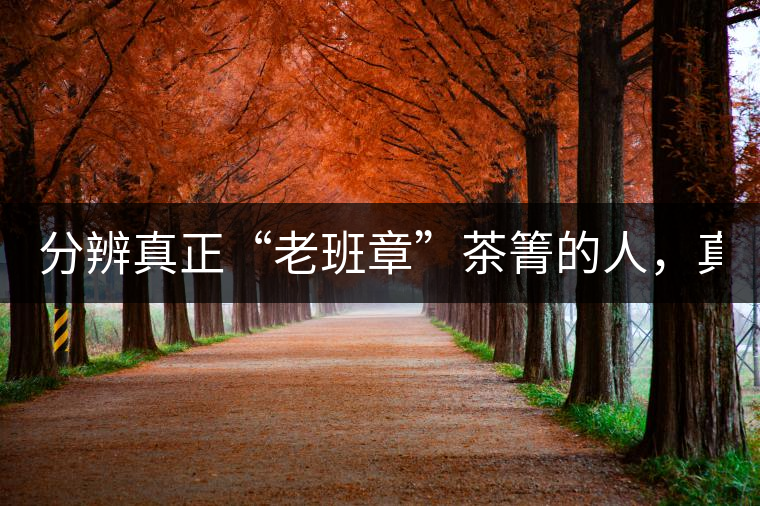 分辨真正“老班章”茶箐的人，真的不多！