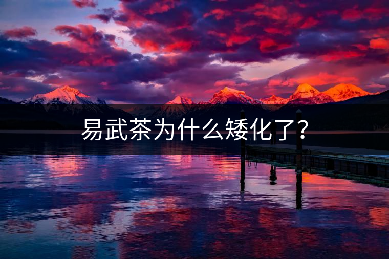 易武茶為什么矮化了？