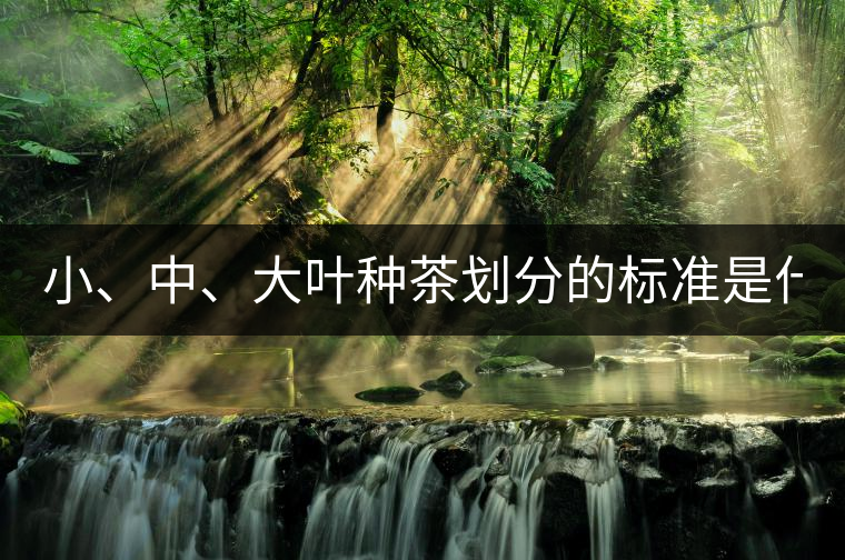 小、中、大葉種茶劃分的標(biāo)準(zhǔn)是什么？
