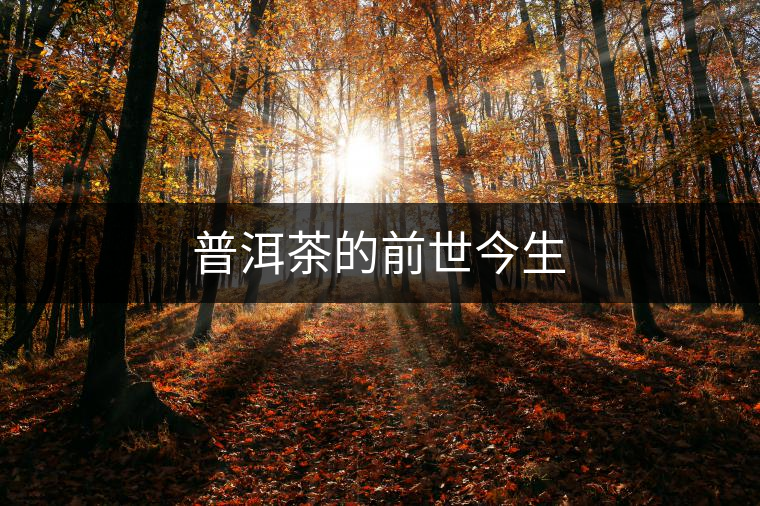 普洱茶的前世今生 普洱茶的前世今生