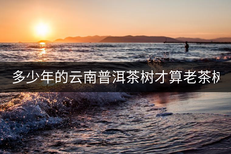 多少年的云南普洱茶樹(shù)才算老茶樹(shù)?