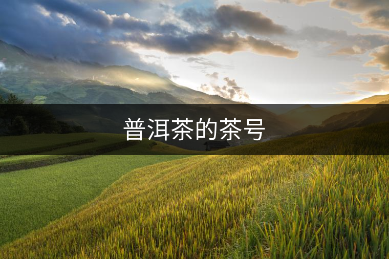 普洱茶的茶號 普洱茶的茶號