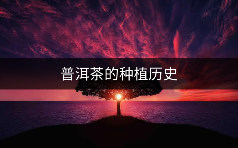普洱茶的種植歷史