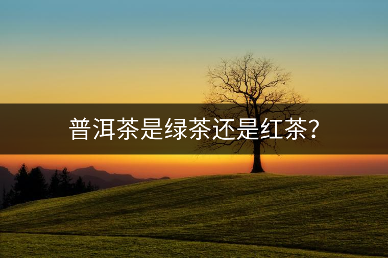 普洱茶是綠茶還是紅茶？