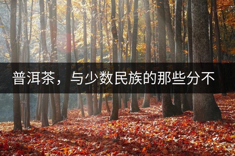 普洱茶，與少數(shù)民族的那些分不開的情愫