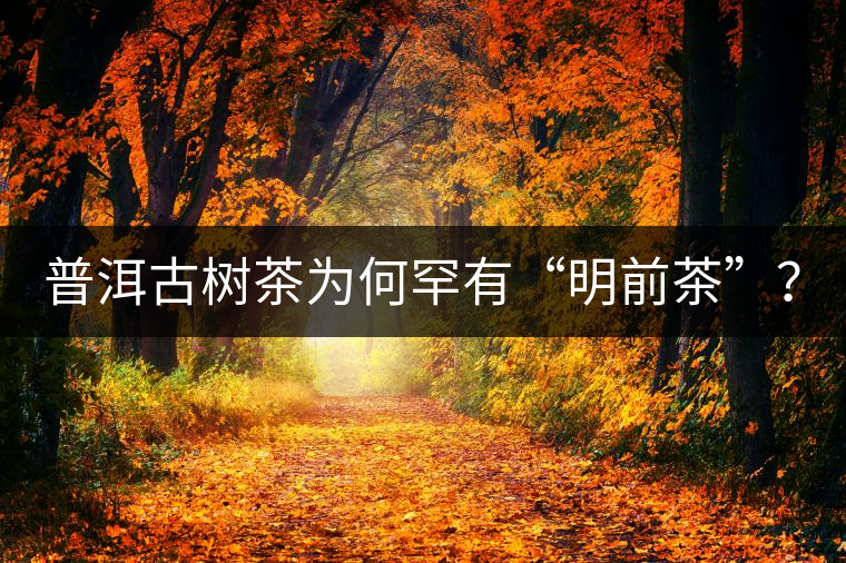 普洱古樹(shù)茶為何罕有“明前茶”？