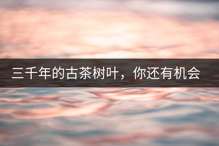 三千年的古茶樹葉，你還有機(jī)會(huì)喝到嗎？