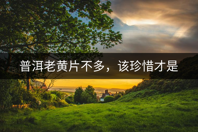 普洱老黃片不多，該珍惜才是