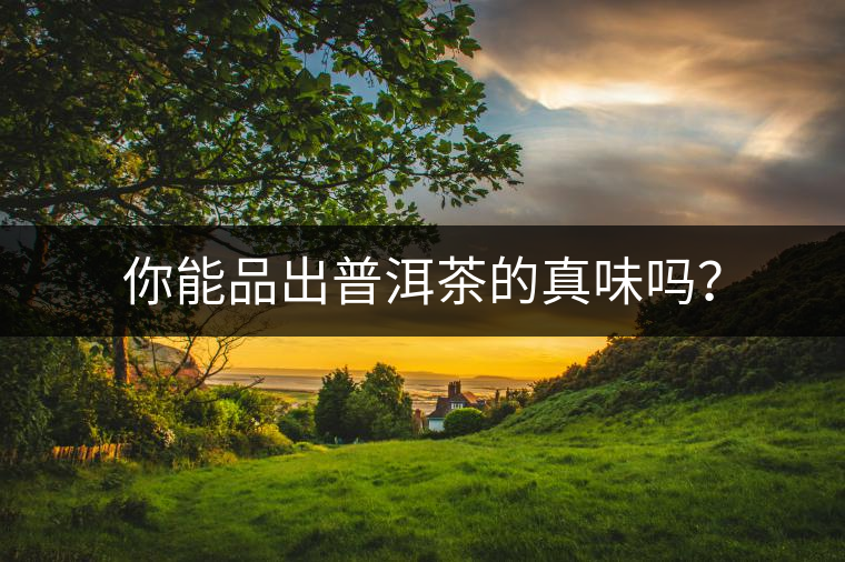 你能品出普洱茶的真味嗎？