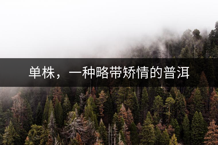 單株，一種略帶矯情的普洱