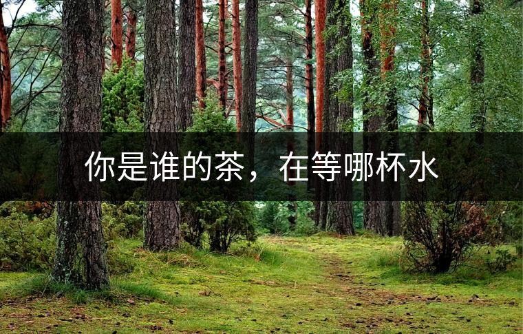 你是誰的茶，在等哪杯水