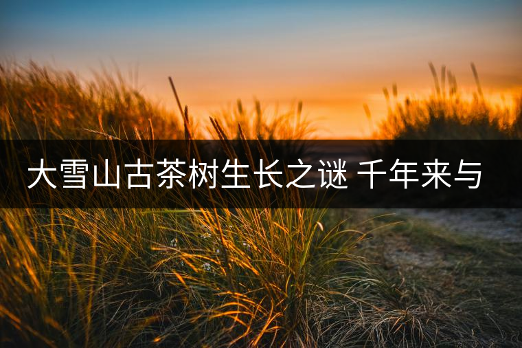 大雪山古茶樹(shù)生長(zhǎng)之謎 千年來(lái)與世隔絕