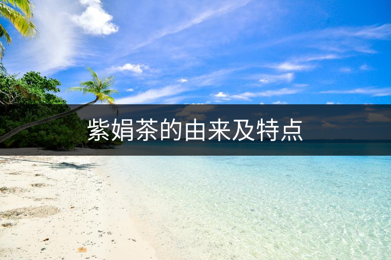 紫娟茶的由來及特點(diǎn)