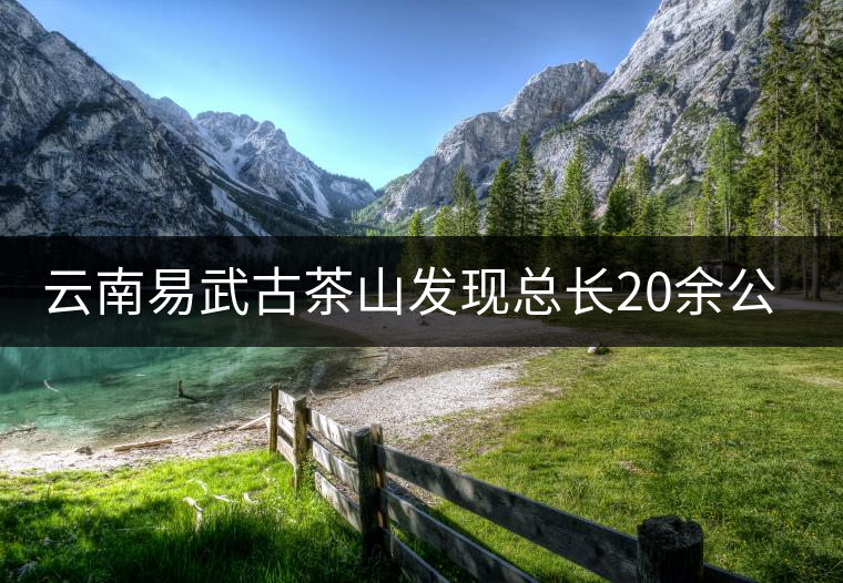云南易武古茶山發(fā)現總長20余公里的茶馬古道
