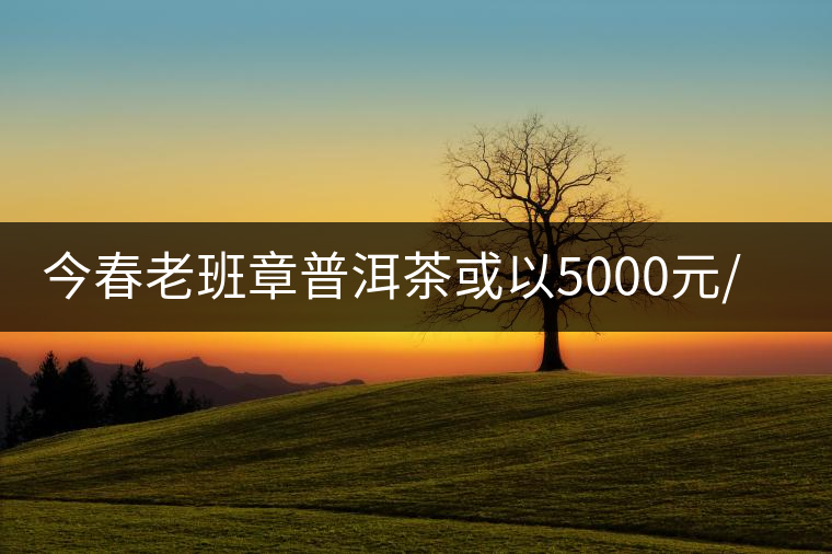 今春老班章普洱茶或以5000元/公斤開(kāi)市
