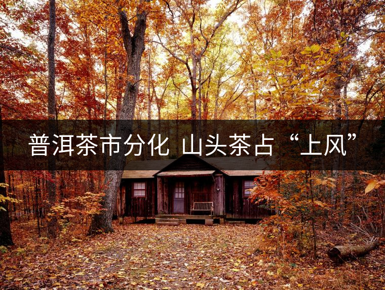 普洱茶市分化  山頭茶占“上風”