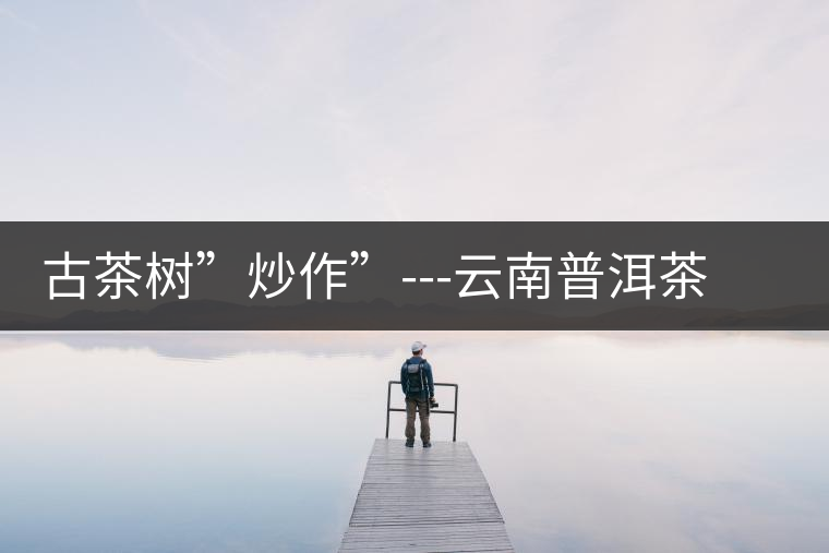 古茶樹”炒作”---云南普洱茶銷售的突破點(diǎn)之二