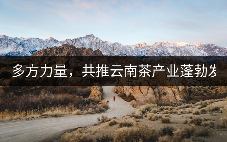 多方力量，共推云南茶產(chǎn)業(yè)蓬勃發(fā)展！