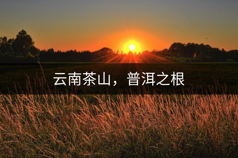 云南茶山，普洱之根