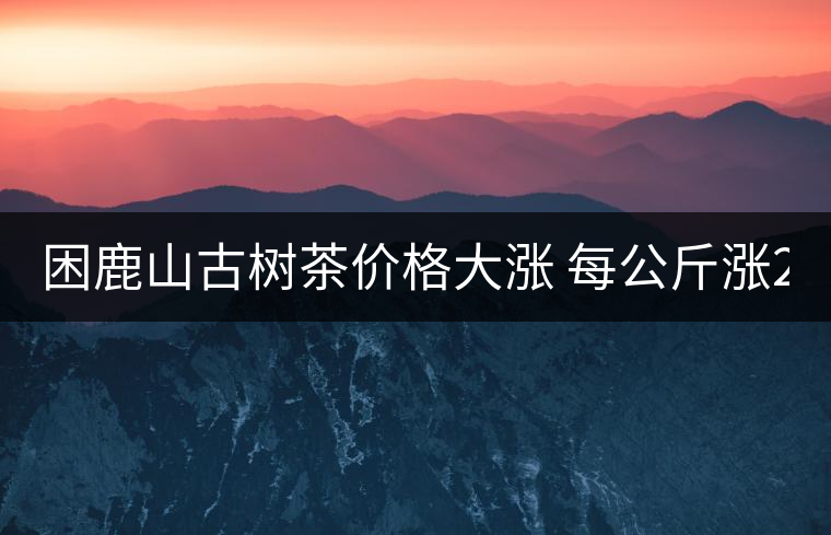 困鹿山古樹茶價格大漲 每公斤漲2000元