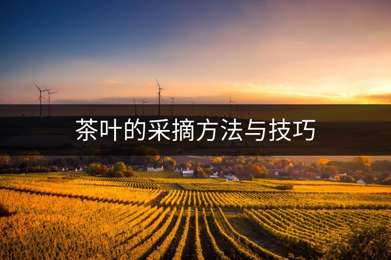 茶葉的采摘方法與技巧