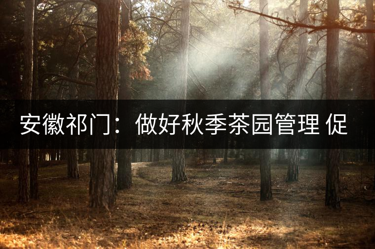 安徽祁門(mén)：做好秋季茶園管理 促升來(lái)年茶葉品質(zhì)