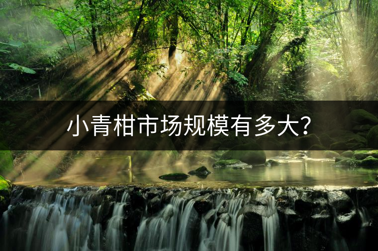 小青柑市場(chǎng)規(guī)模有多大？