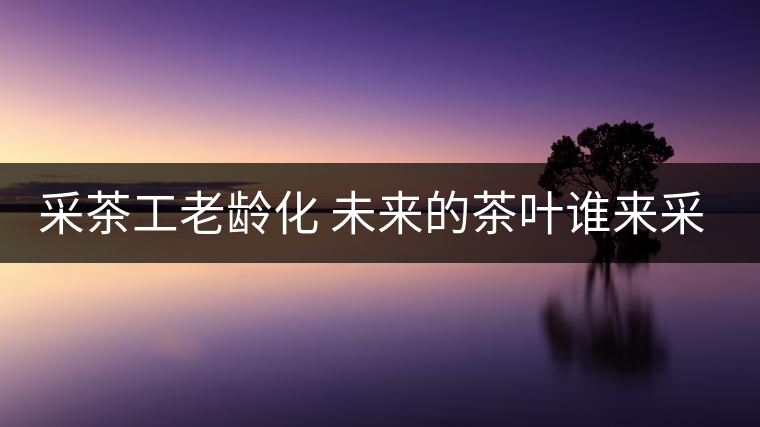 采茶工老齡化 未來的茶葉誰來采？