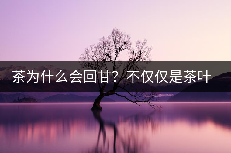 茶為什么會(huì)回甘？不僅僅是茶葉中含糖那么簡(jiǎn)單