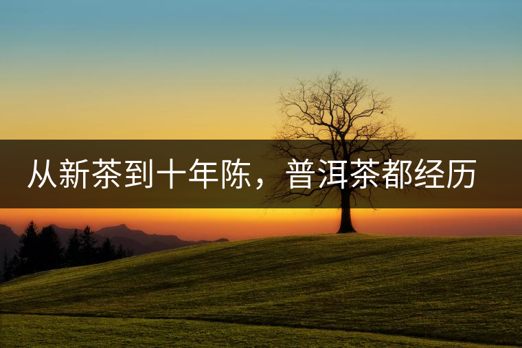 從新茶到十年陳，普洱茶都經(jīng)歷了什么？