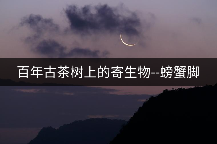 百年古茶樹上的寄生物--螃蟹腳 百年古茶樹上的寄生物--螃蟹腳