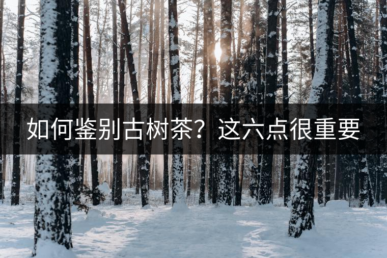 如何鑒別古樹(shù)茶？這六點(diǎn)很重要