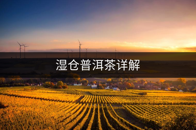 濕倉普洱茶詳解