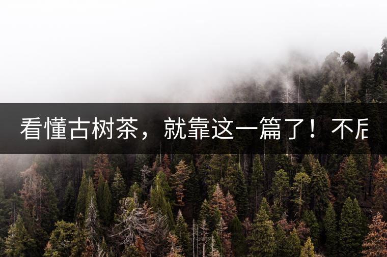 看懂古樹茶，就靠這一篇了！不后悔!