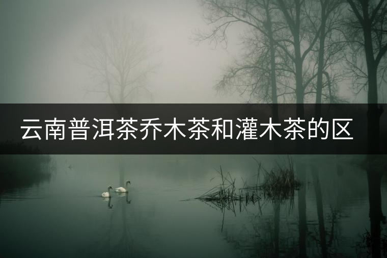 云南普洱茶喬木茶和灌木茶的區(qū)別