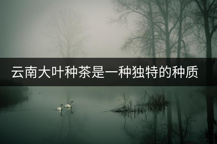 云南大葉種茶是一種獨特的種質(zhì)資源 云南大葉種茶是一種獨特的種質(zhì)資源