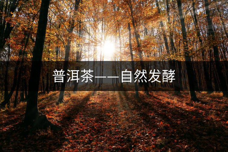 普洱茶——自然發(fā)酵