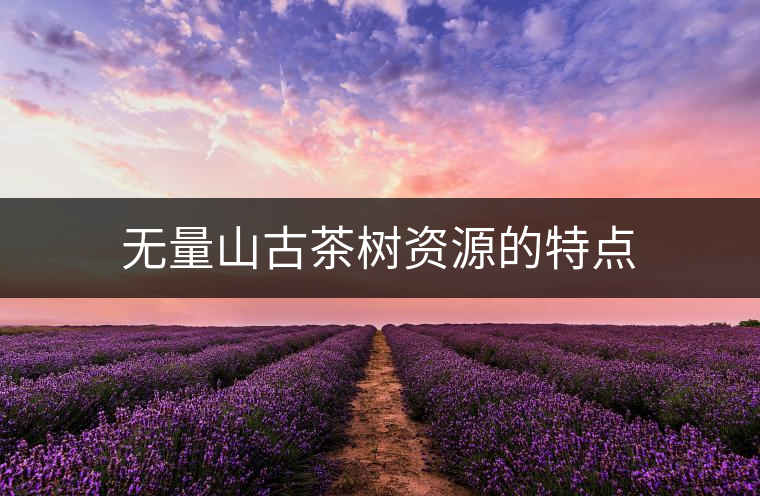 無量山古茶樹資源的特點(diǎn)