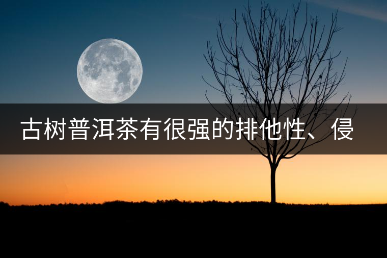古樹普洱茶有很強(qiáng)的排他性、侵略性、吸納性