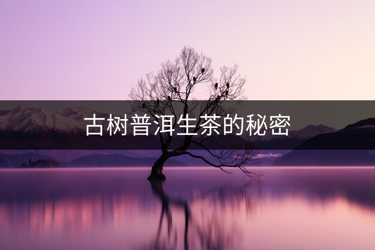 古樹普洱生茶的秘密
