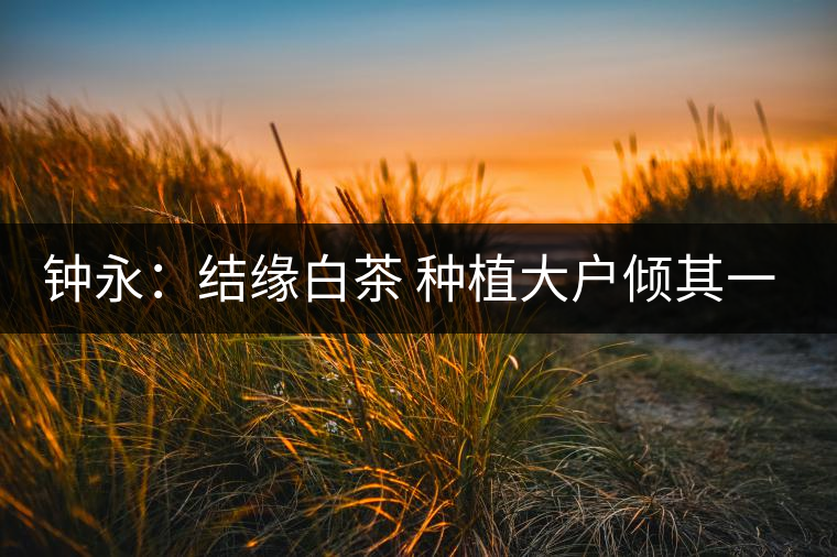 鐘永：結(jié)緣白茶 種植大戶(hù)傾其一生為茶而生