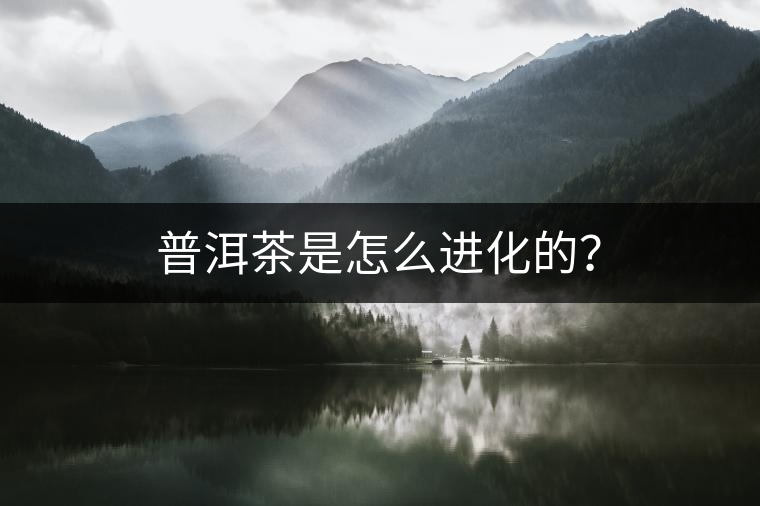 普洱茶是怎么進化的？