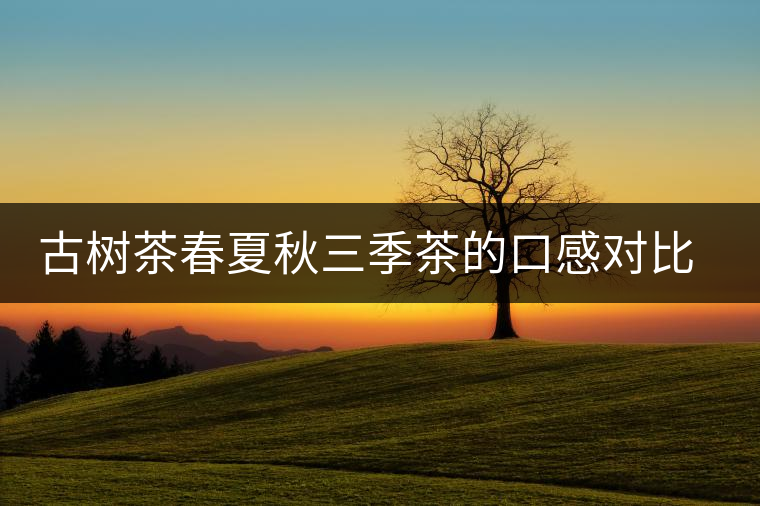 古樹茶春夏秋三季茶的口感對比，尤其是回甘方面有什么不同？