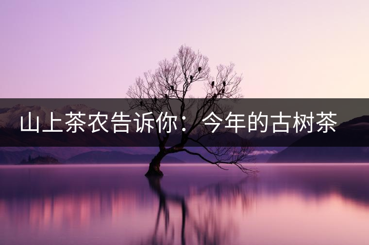 山上茶農(nóng)告訴你：今年的古樹(shù)茶為什么那么貴？